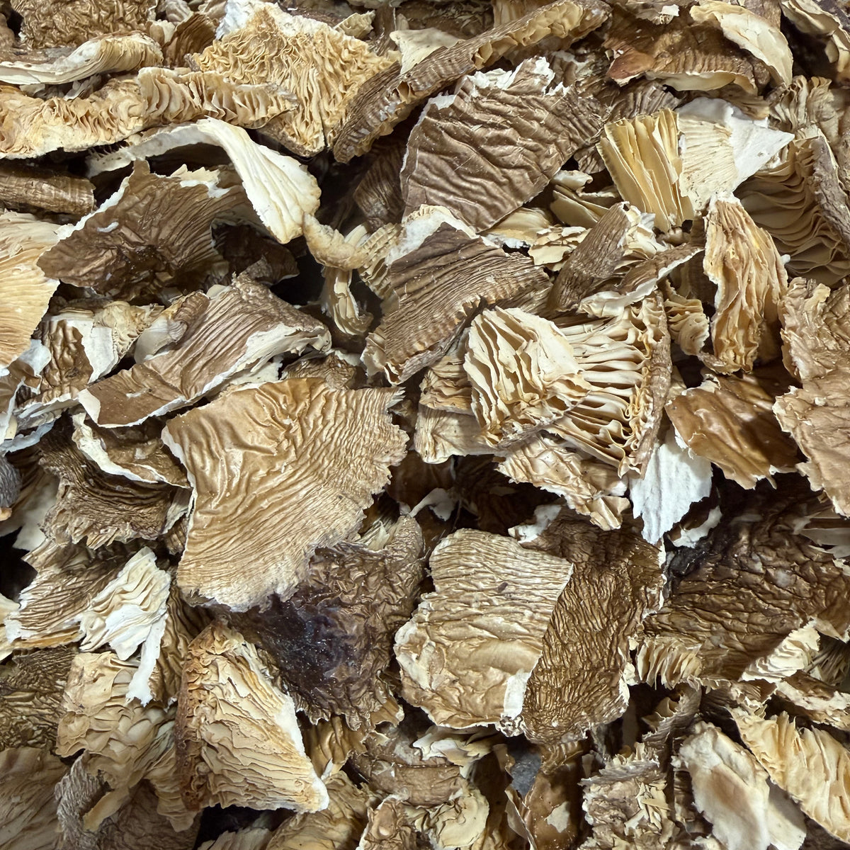 Getrocknete Pantherpilze Amanita Pantherina