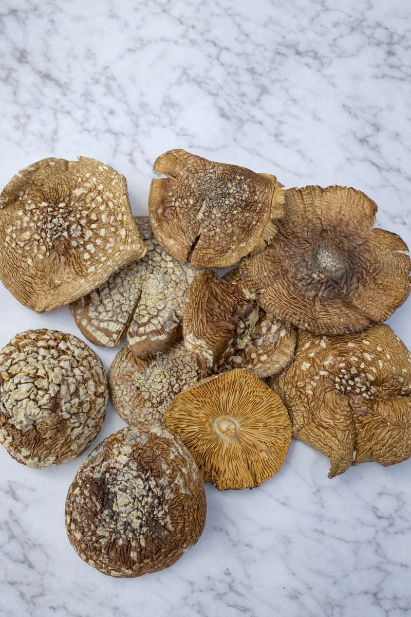 Getrocknete Pantherpilze Amanita Pantherina