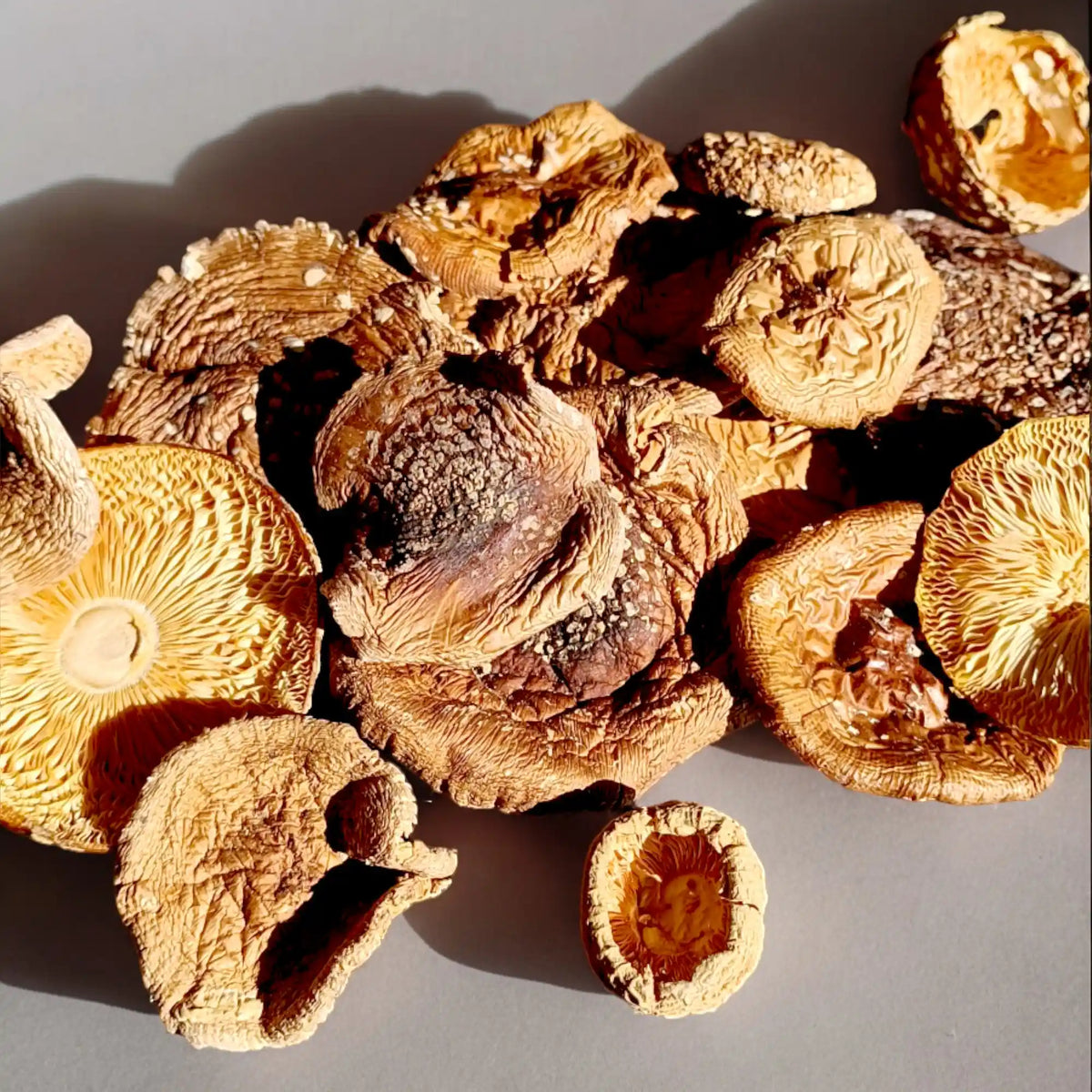 Sombreros secos de Amanita pantera (sombrero de pantera)