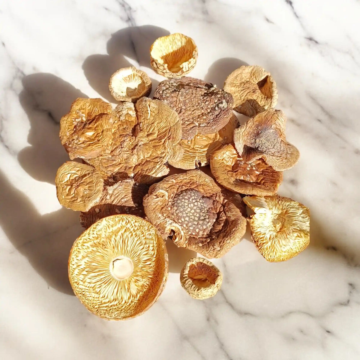 Sombreros secos de Amanita pantera (sombrero de pantera)