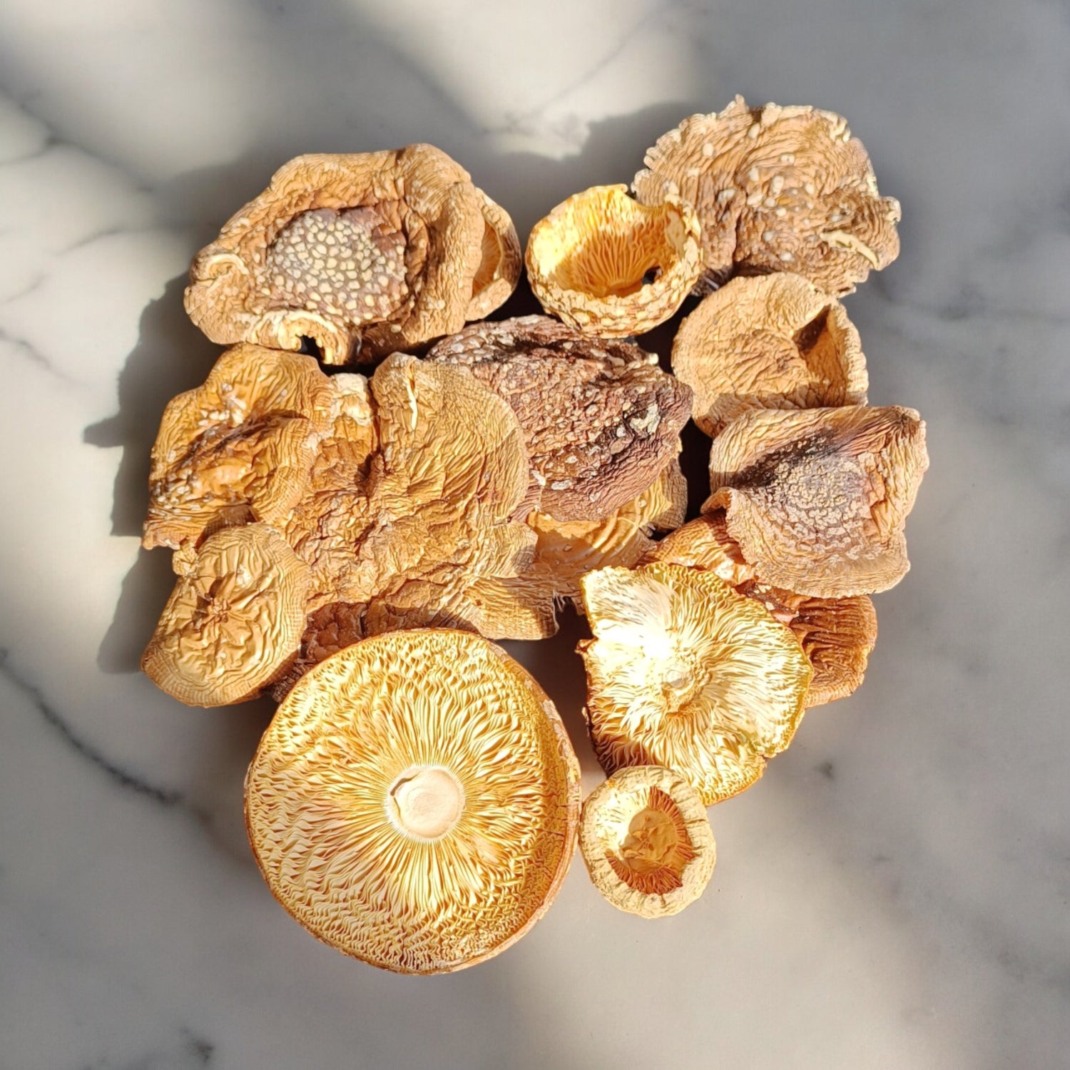 Dried Amanita Pantherina