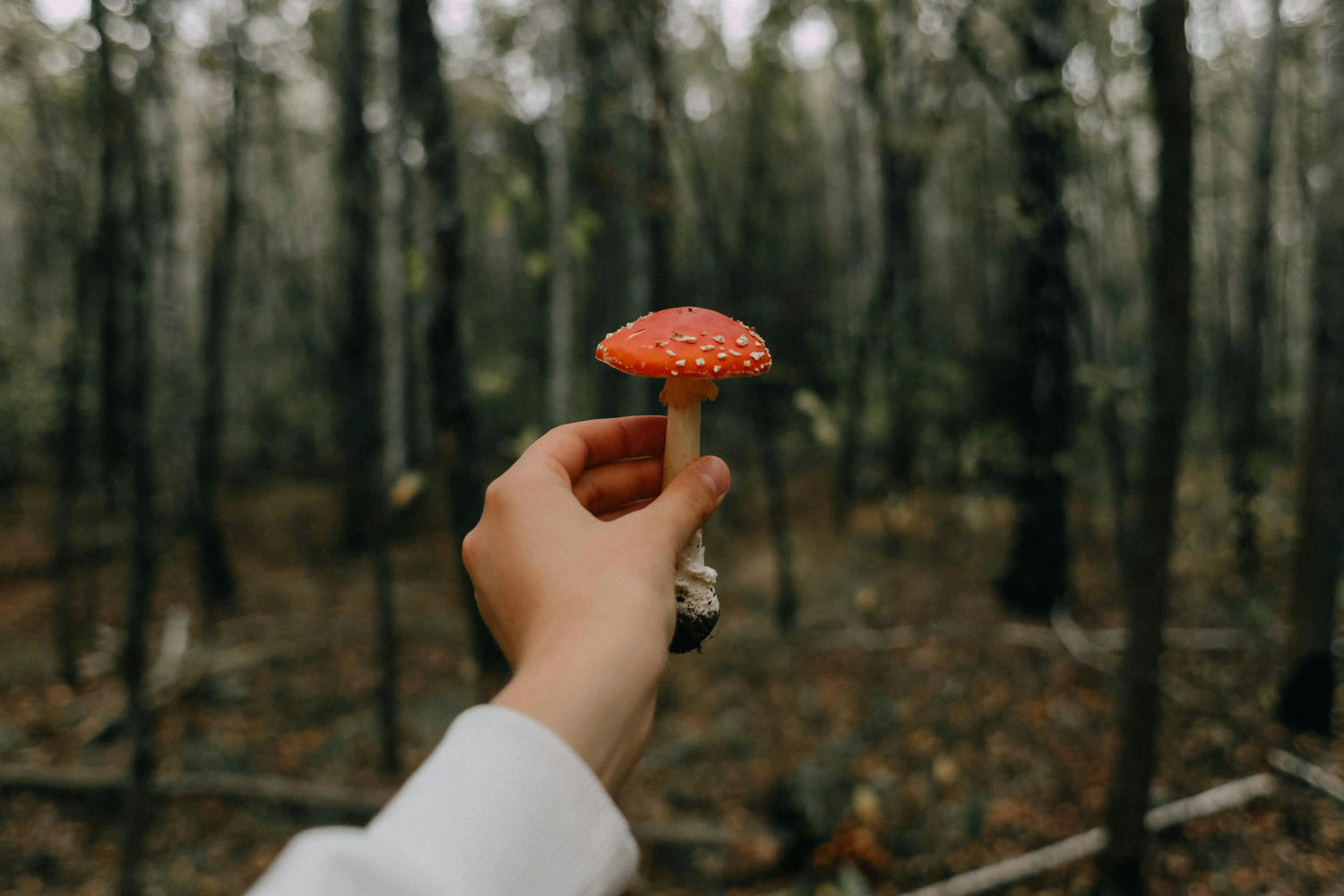 Pure Amanita Mushroom